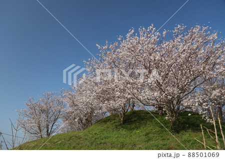 端山古墳の桜 端山古墳の桜 88501069
