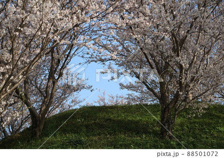 端山古墳の桜 88501072
