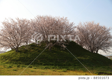 端山古墳の桜 88501073