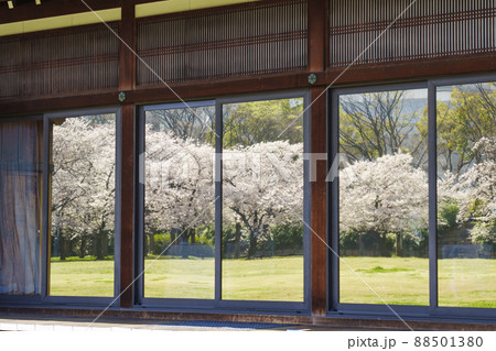 大阪迎賓館の窓に映る、桜が咲き誇る西の丸庭園 88501380