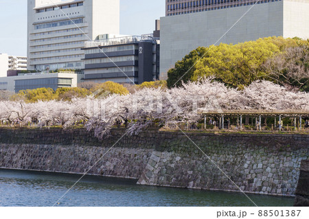 大阪城公園　南外堀　桜が満開の季節 88501387