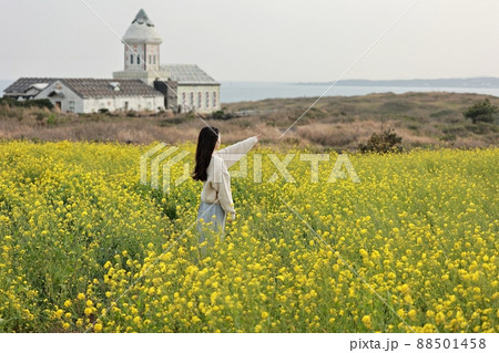 旅行 菜の花 済州島 88501458