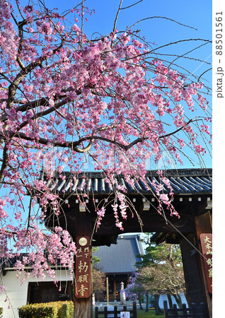 満開の桜 妙顕寺 京都市 満開の桜 妙顕寺 京都市 88501561