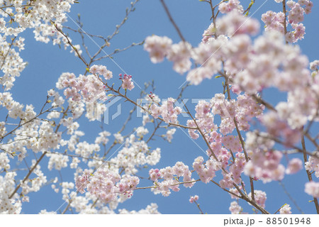 打吹公園の満開の桜(鳥取県倉吉市) 打吹公園の満開の桜(鳥取県倉吉市) 88501948
