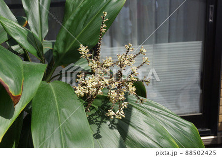 十数年に一度の奇跡 ドラセナの花 十数年に一度の奇跡 ドラセナの花 88502425