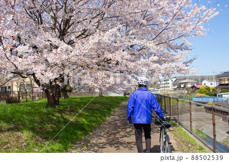 桜の季節に川沿いを走るサイクリストの男性の後ろ姿（クロスバイク）、東京都武蔵村山市空堀川沿い 88502539