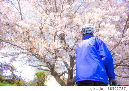 桜を見上げるサイクリストの男性の後ろ姿（クロスバイク）、東京都武蔵村山市空堀川沿い 88502787