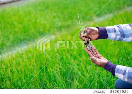 Man hands holding garlic sprouts at farm 88502922