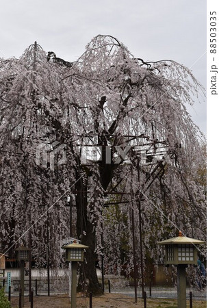 古寺の大きな枝垂れ桜と灯籠群 古寺の大きな枝垂れ桜と灯籠群 88503035