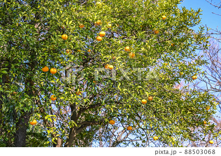 いっぱい実った夏ミカン、黄色の果実、柑橘系植物 いっぱい実った夏ミカン、黄色の果実、柑橘系植物 88503068