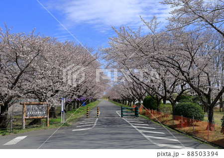 渡良瀬遊水地沿いの桜並木/藤岡渡良瀬運動公園 渡良瀬遊水地沿いの桜並木/藤岡渡良瀬運動公園 88503394