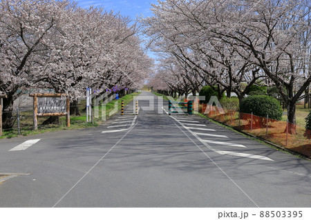 渡良瀬遊水地沿いの桜並木／藤岡渡良瀬運動公園 88503395
