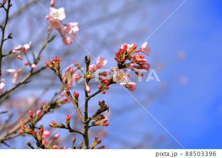 桜／藤岡渡良瀬運動公園 88503396