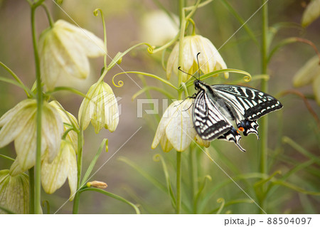 生薬原料のアミガサユリ（編笠百合）とアゲハ （ナミアゲハ、学名：Papilio xuthus） 88504097