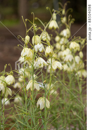 アミガサユリ(編笠百合) 生薬名:バイモ 学名:Fritillaria verticillata v アミガサユリ(編笠百合) 生薬名:バイモ 学名:Fritillaria verticillata v 88504098