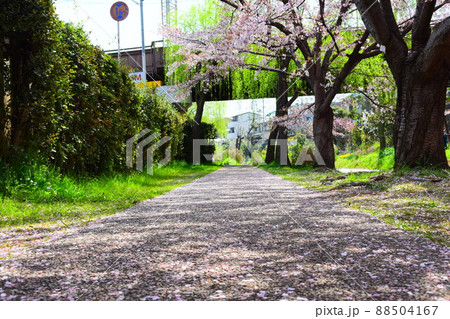 春の京都、南浜疎水の散歩道 春の京都、南浜疎水の散歩道 88504167