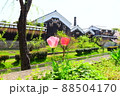 京都の南浜疎水に咲くチューリップ 88504170