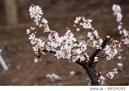 ユスラウメ　学名：Prunus tomentosa　実は食用。（日本、東京、4月） 88504265
