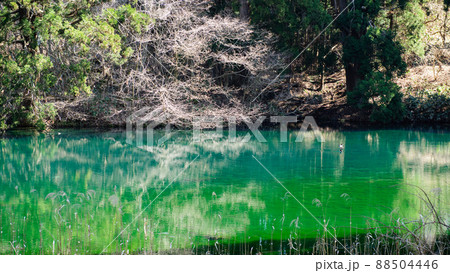 水鳥遊ぶ滝の頭水源池 秋田県 水鳥遊ぶ滝の頭水源池 秋田県 88504446