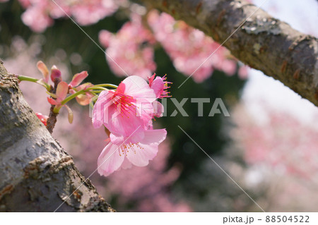 満開ピンクの桜 満開ピンクの桜 88504522