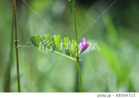 カラスノエンドウ（烏野豌豆） 88504715