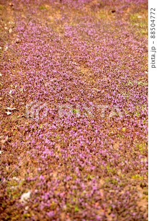 畑を埋め尽くす赤紫色の花 88504772