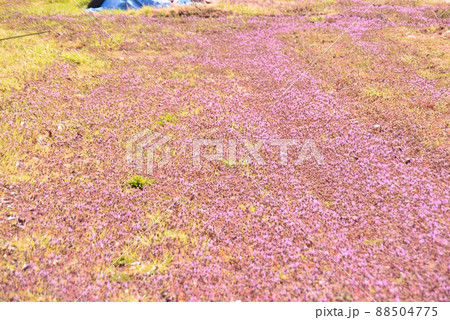 畑を埋め尽くす赤紫色の花 畑を埋め尽くす赤紫色の花 88504775