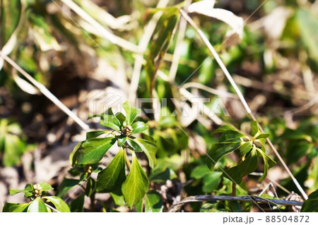 フッキソウ　”山野草” 88504872