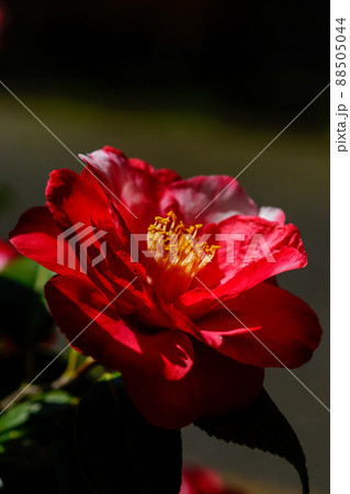 椿の花 椿の花 88505044