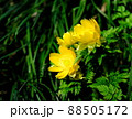 福寿草 88505172