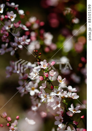 桃色雪柳 88505199