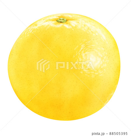 水彩イラスト　グレープフルーツ 88505395