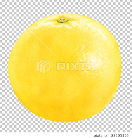 水彩イラスト　グレープフルーツ 88505395