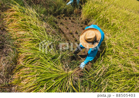 稲刈り　手刈り 88505403