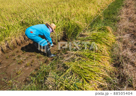 稲刈り 手刈り 稲刈り 手刈り 88505404