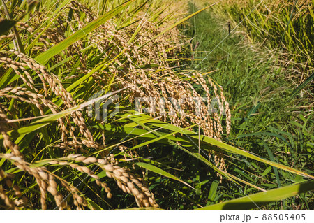 稲刈り 88505405