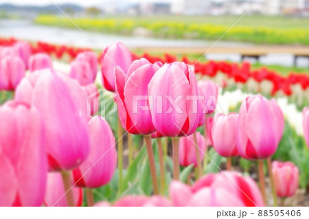 のおがたチューリップフェアの花畑と河川敷の菜の花 88505406