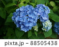 あじさい・アジサイ・紫陽花・初夏の風景 88505438