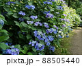 あじさい・アジサイ・紫陽花・初夏の風景 88505440