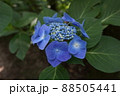 あじさい・アジサイ・紫陽花・初夏の風景 88505441