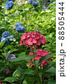 あじさい・アジサイ・紫陽花・初夏の風景 88505444