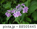 あじさい・アジサイ・紫陽花・初夏の風景 88505445