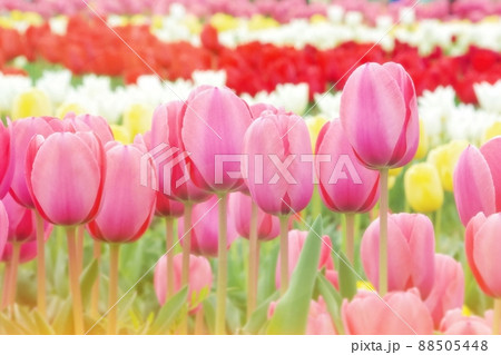 のおがたチューリップフェアのカラフルな花畑 のおがたチューリップフェアのカラフルな花畑 88505448