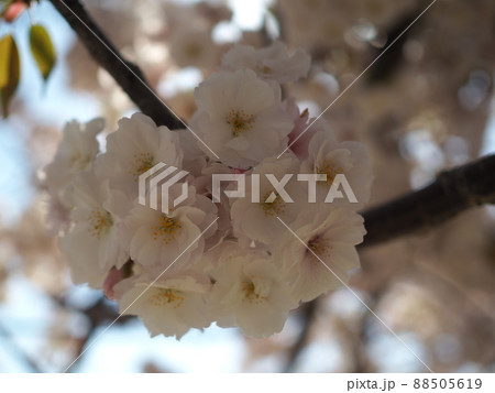 桜 88505619