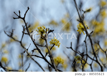 サンシュウ 88505623