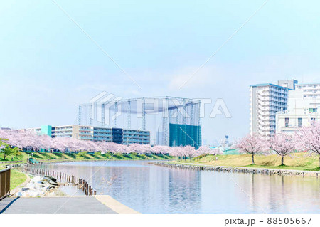 旧中川水辺公園の春　桜 88505667