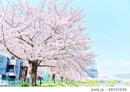旧中川水辺公園の春　桜 88505696