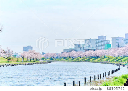 旧中川水辺公園の春 桜 旧中川水辺公園の春 桜 88505742