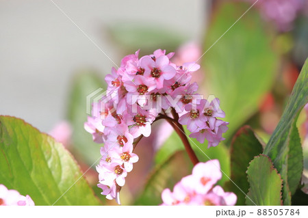 ピンク色のヒマラヤ雪の下（ヒマラヤユキノシタ） 88505784