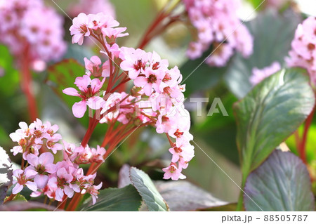 ピンク色のヒマラヤ雪の下(ヒマラヤユキノシタ) ピンク色のヒマラヤ雪の下(ヒマラヤユキノシタ) 88505787